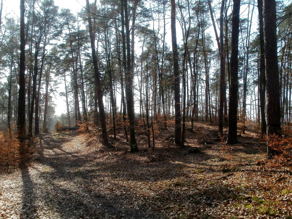20120316Duene_Hockenheimring