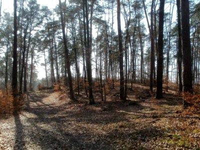 20120316Duene_Hockenheimring