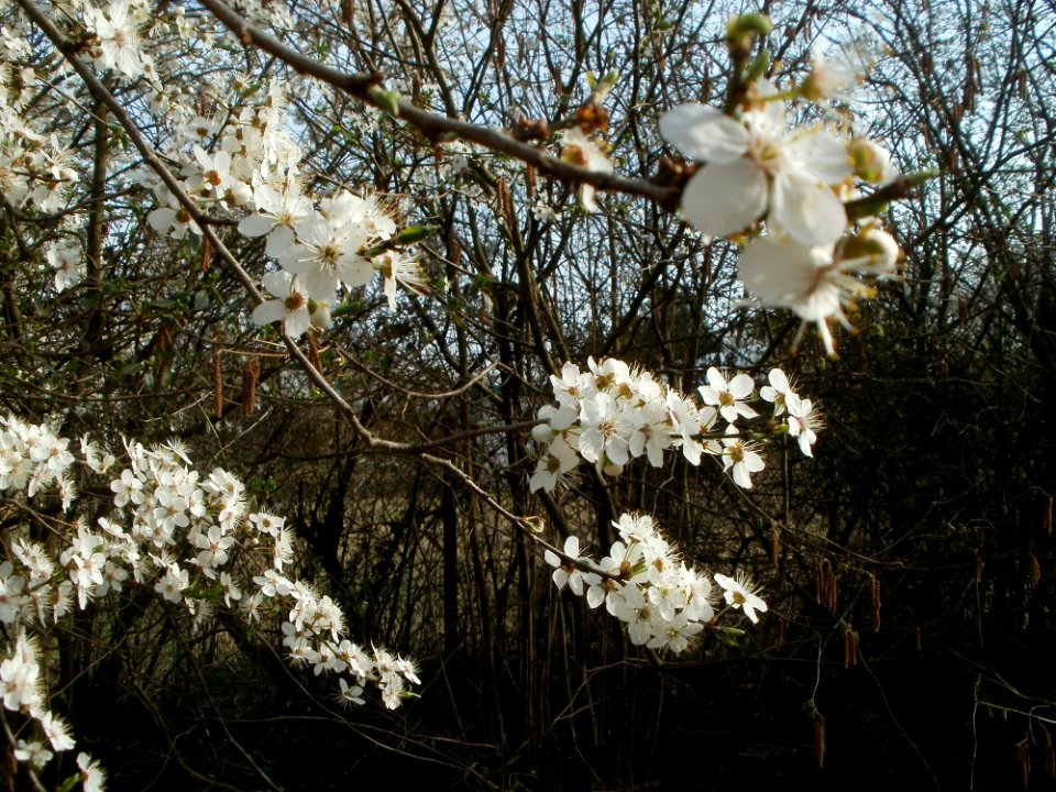 20120327Fruehling_Hockenheim6