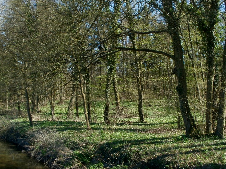 20120401Baerlauch_Altlussheim01