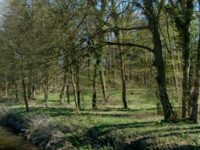 20120401Baerlauch_Altlussheim01