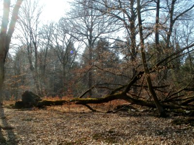 20120316Duene_Wasserloch_Hockenheim07