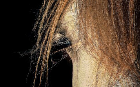 Eye horses head photo
