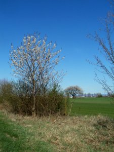 20120401Kirschbluete_Reilingen10