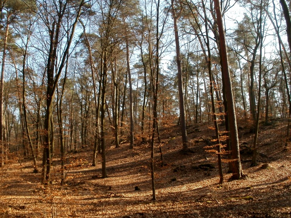 20120315Hoher_Stein2