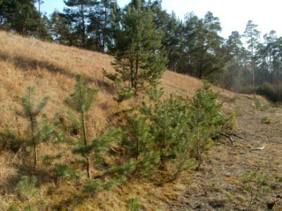 20120316Ostkurve2