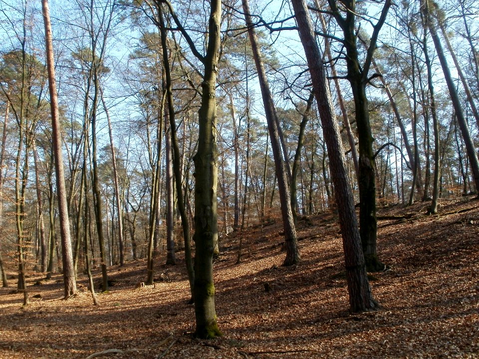 20120315Hoher_Stein3