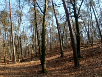 20120315Hoher_Stein3