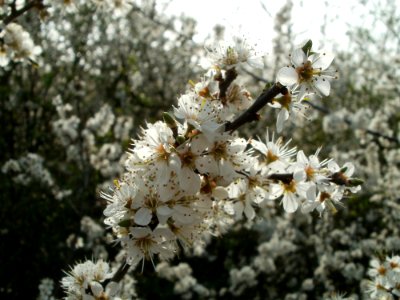 20120327Fruehling_Hockenheim4