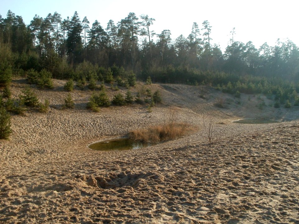 20120315Wasserloch_Hockenheimring4