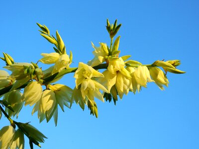 Bloom nature plant photo