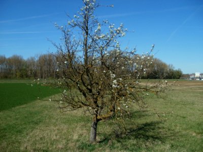 20120401Apfelbluete_Rheihausen14