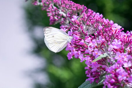 White white butterfly lilac photo