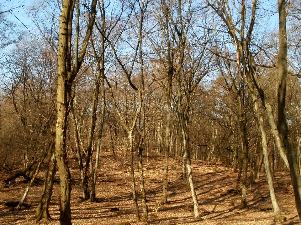 20120316Duene_Wasserloch_Hockenheim09