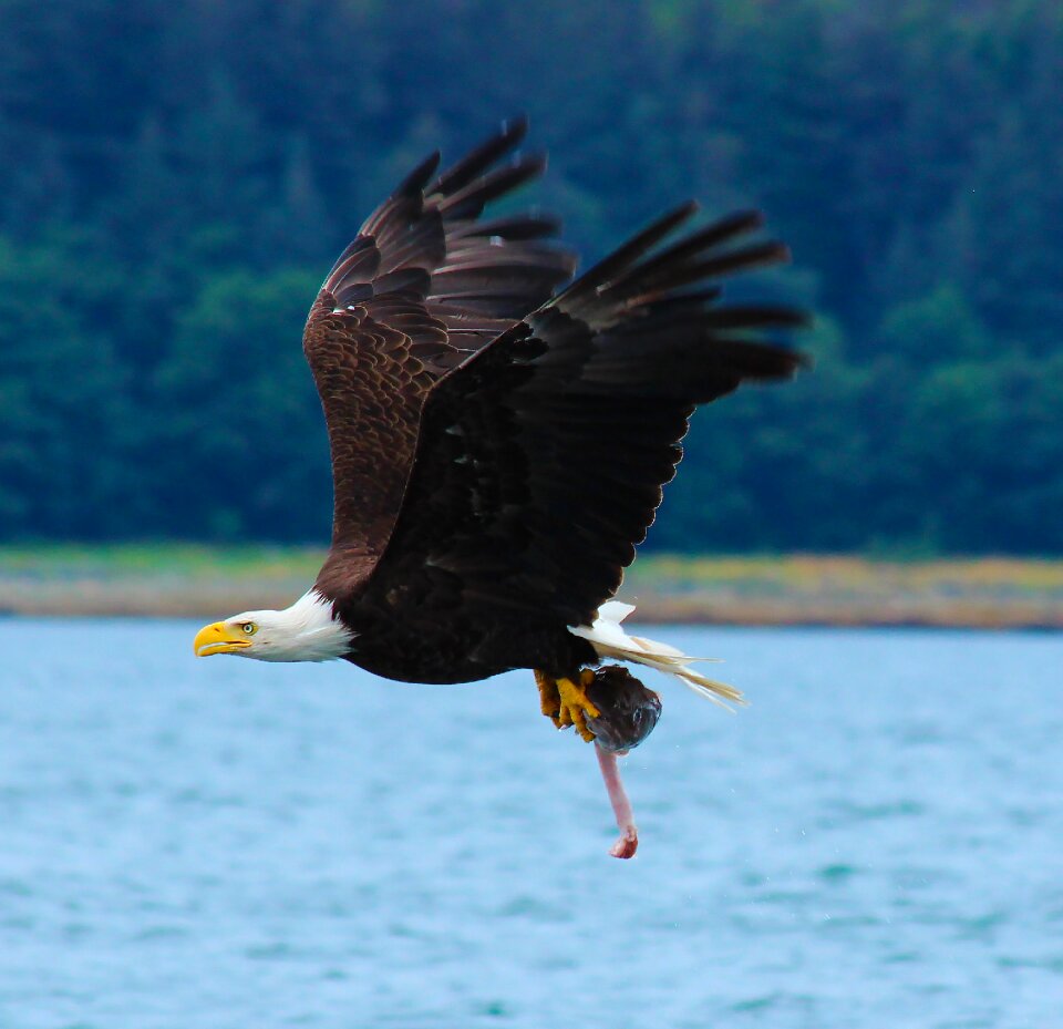 Bald eagle fresh catch pastel