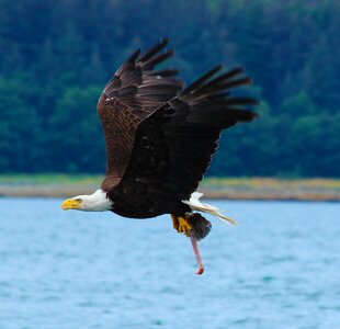 Bald eagle fresh catch pastel