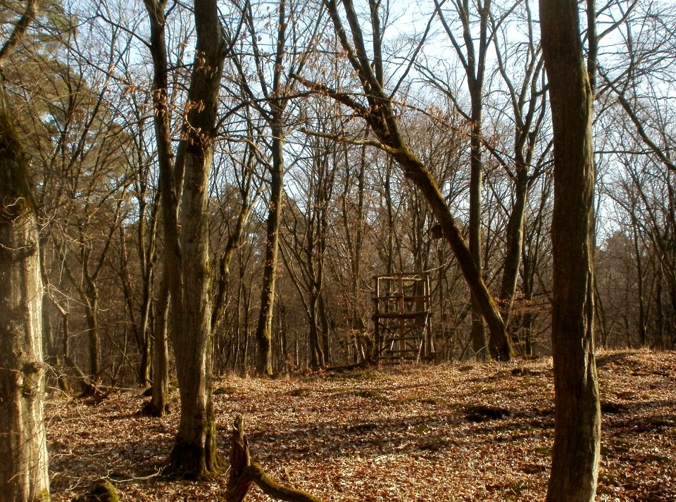20120316Duene_Wasserloch_Hockenheim02