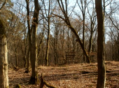 20120316Duene_Wasserloch_Hockenheim02