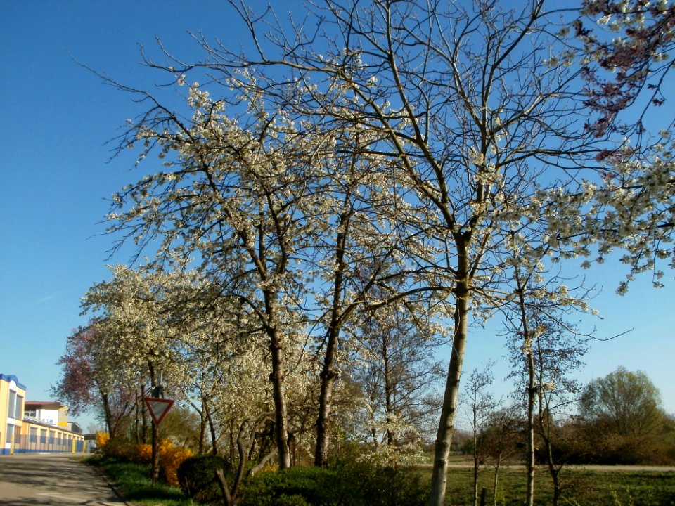 20120401Kirschbluete_Altlussheim3