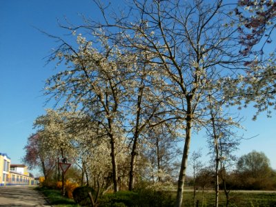 20120401Kirschbluete_Altlussheim3