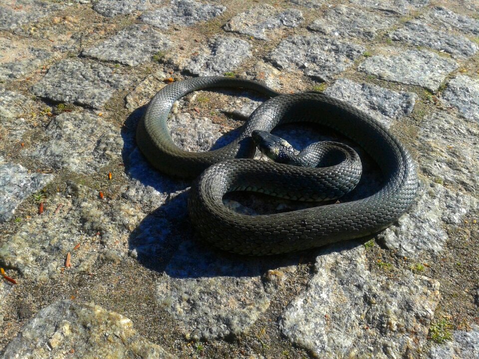 Nature forest litter