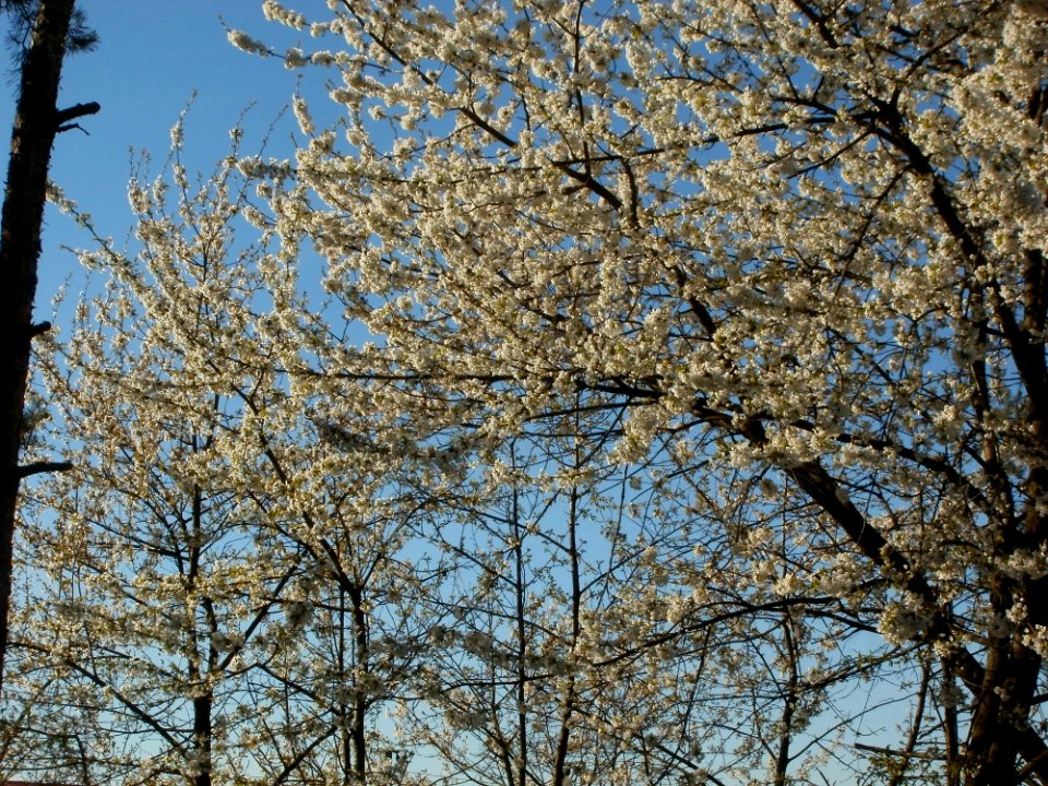20120401Kirschbluete_Neulussheim03
