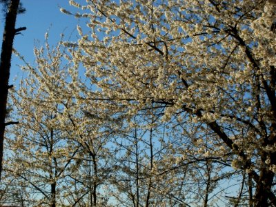 20120401Kirschbluete_Neulussheim03
