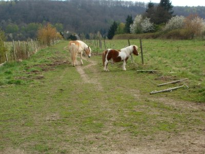20120414Pferde_Almet1