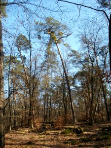 20120315Hoher_Stein4
