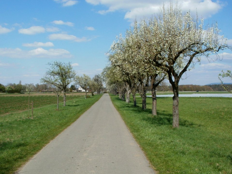 20120408Burgweg_Reilingen09