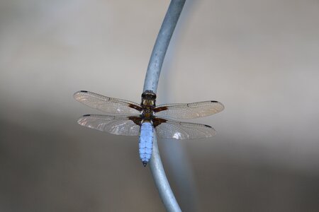 Wing close up flight insect