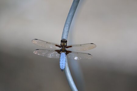 Wing close up flight insect photo