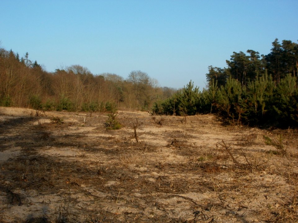 20120315Wasserloch_Hockenheimring6