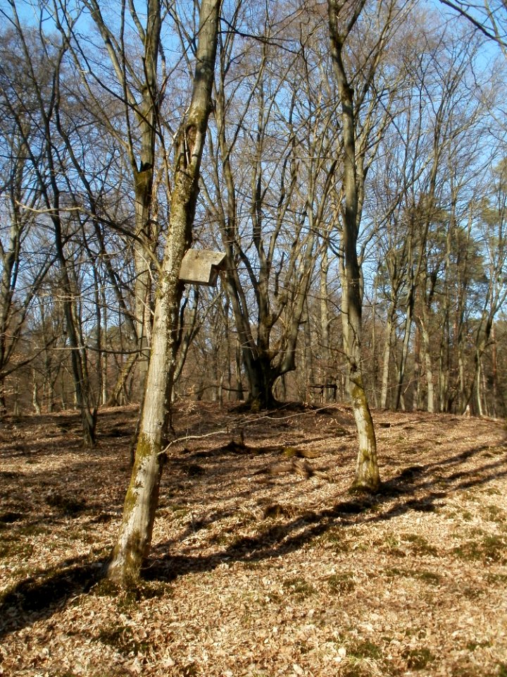 20120316Duene_Wasserloch_Hockenheim06