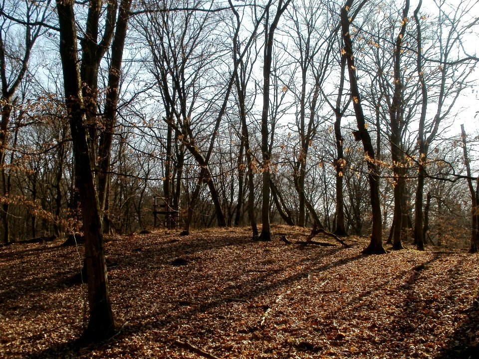 20120316Duene_Wasserloch_Hockenheim01