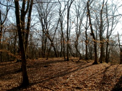 20120316Duene_Wasserloch_Hockenheim01