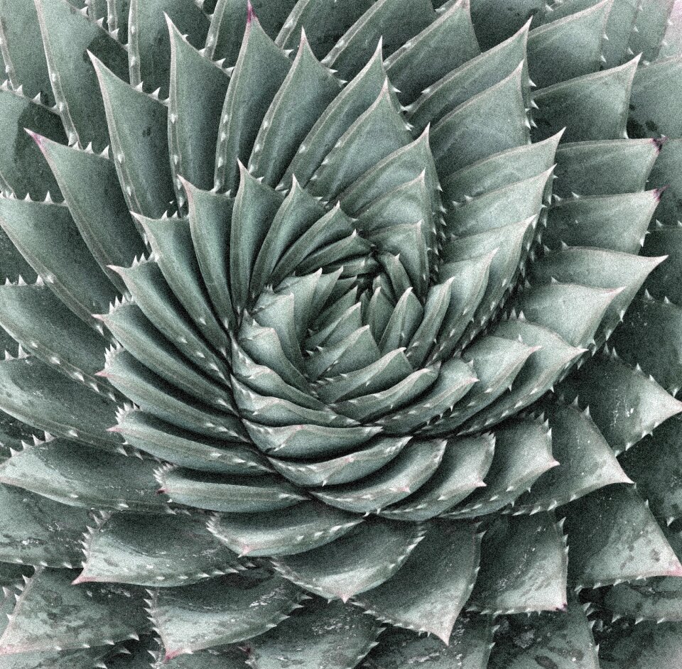 Cactus rotate queen