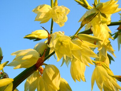 Bloom nature plant