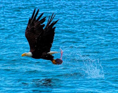 Fishing nature eagle photo