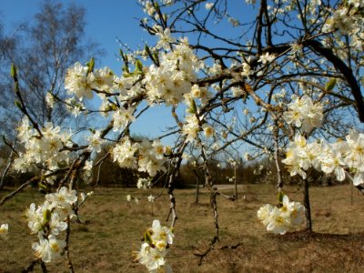 20120401Apfelbluete_Hockenheim2
