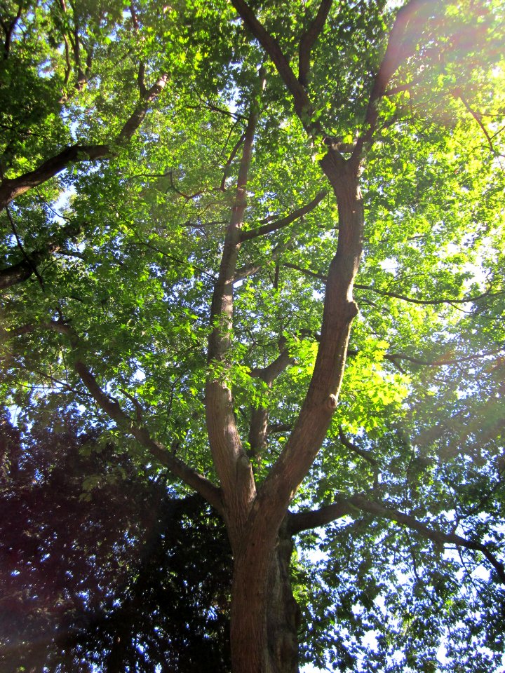 20120827Eiche_Saarbruecken1