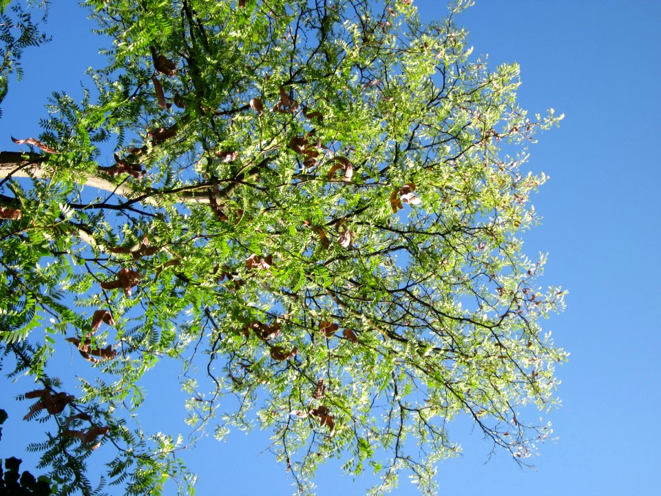 20120827Gleditsia_triacanthos3