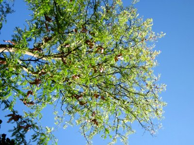20120827Gleditsia_triacanthos3