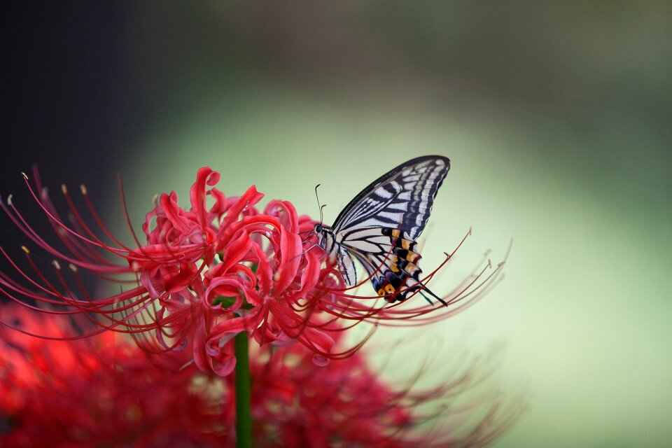 Butterfly flowers red