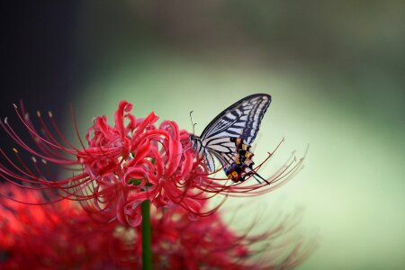 Butterfly flowers red