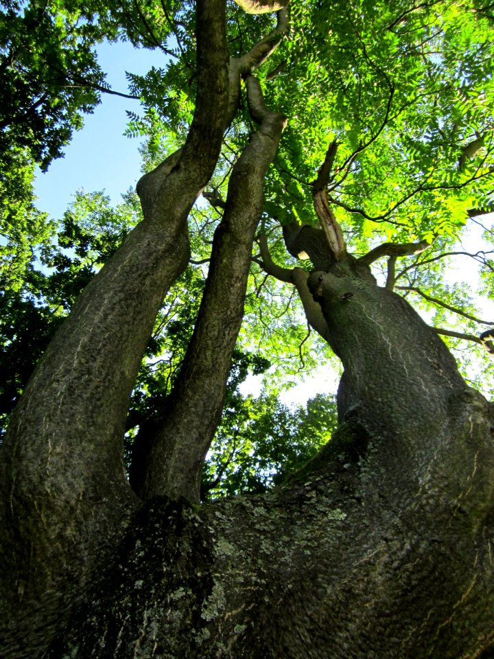 20120827Goetterbaum_Saarbruecken3