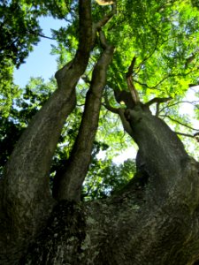 20120827Goetterbaum_Saarbruecken3