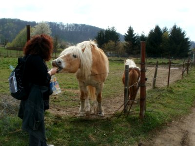 20120414Pferde_Almet2