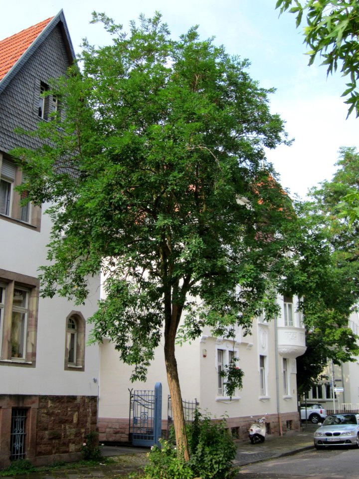 20120824Robinie_Graf-Johann-Str_Saarbruecken3