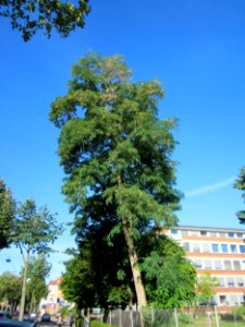 20120827Hohenzollernstr_Saarbruecken18